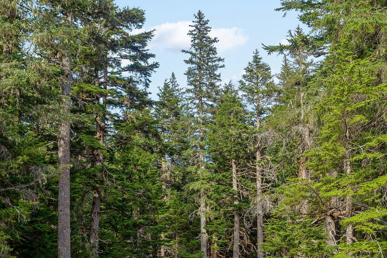 Snowbird Chalet #8 Гирдвуд Экстерьер фото